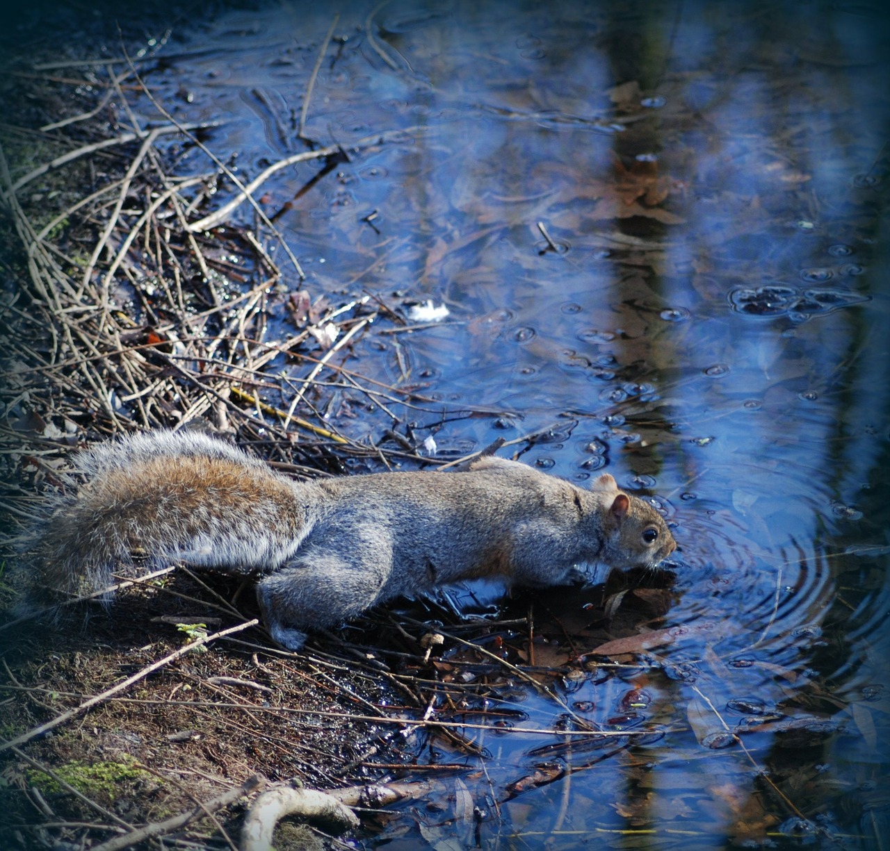 squirrel drink water free photo