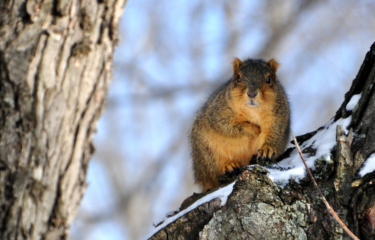 squirrel snow perch free photo