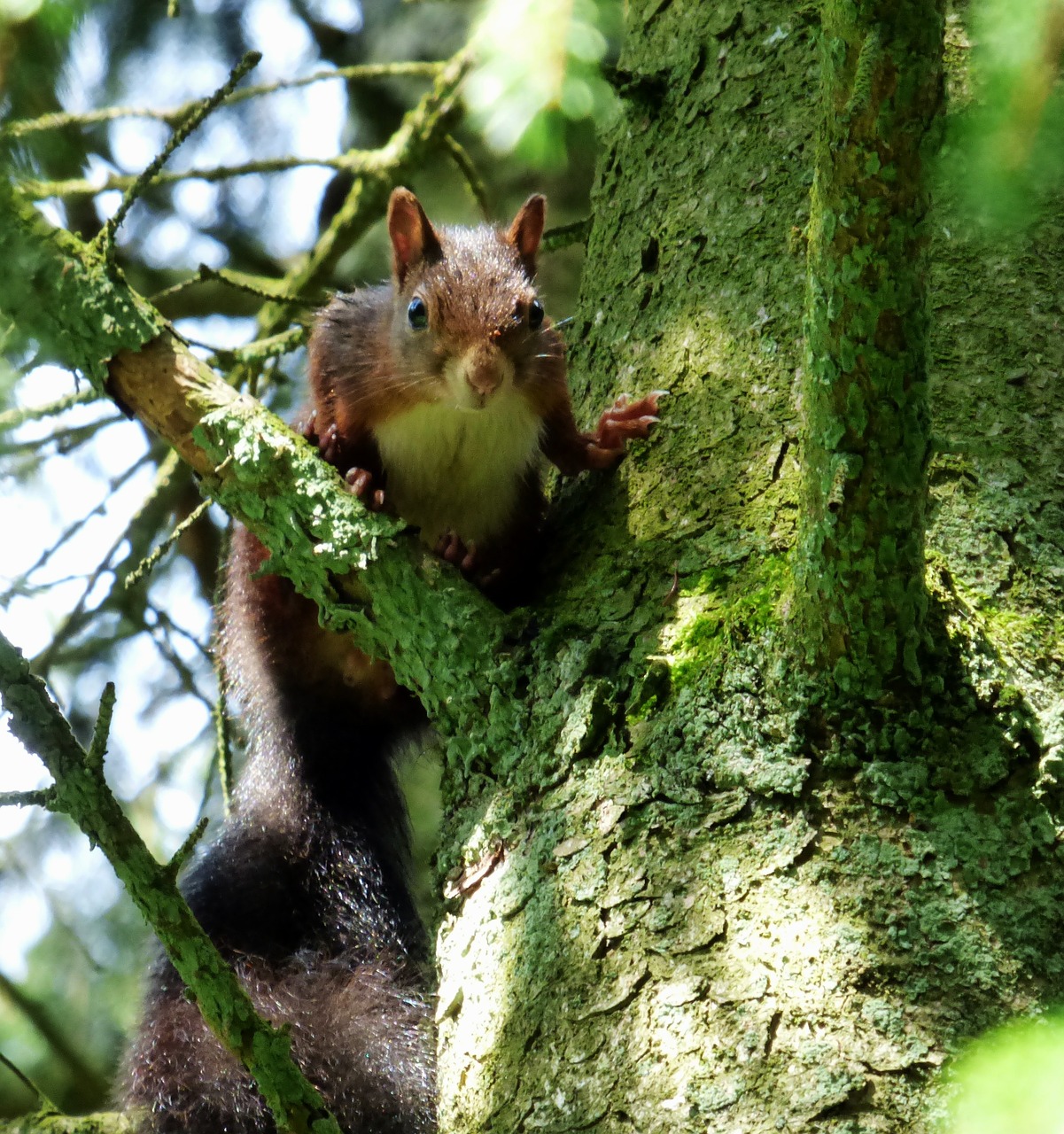 squirrel nature forest free photo