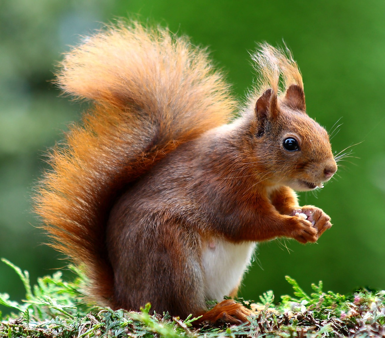 squirrel animal cute free photo