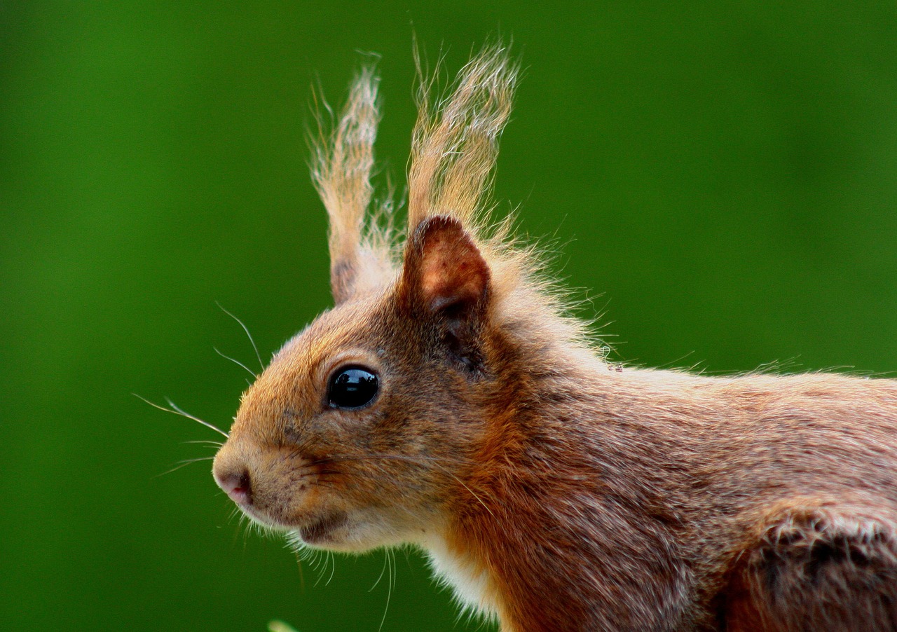 squirrel nager brown free photo