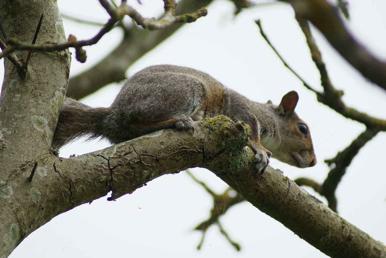 squirrel grey rodent free photo