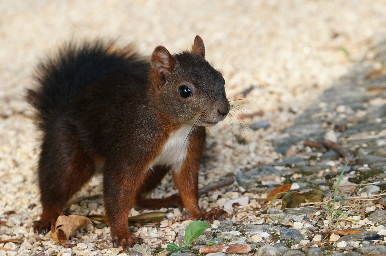 squirrel animal nature free photo