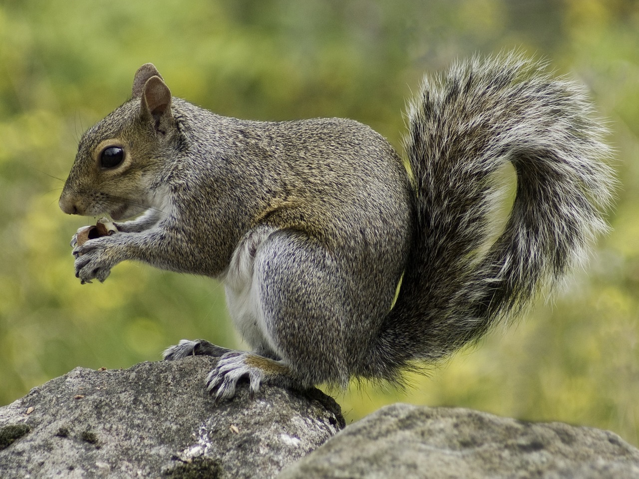 squirrel wildlife nature free photo