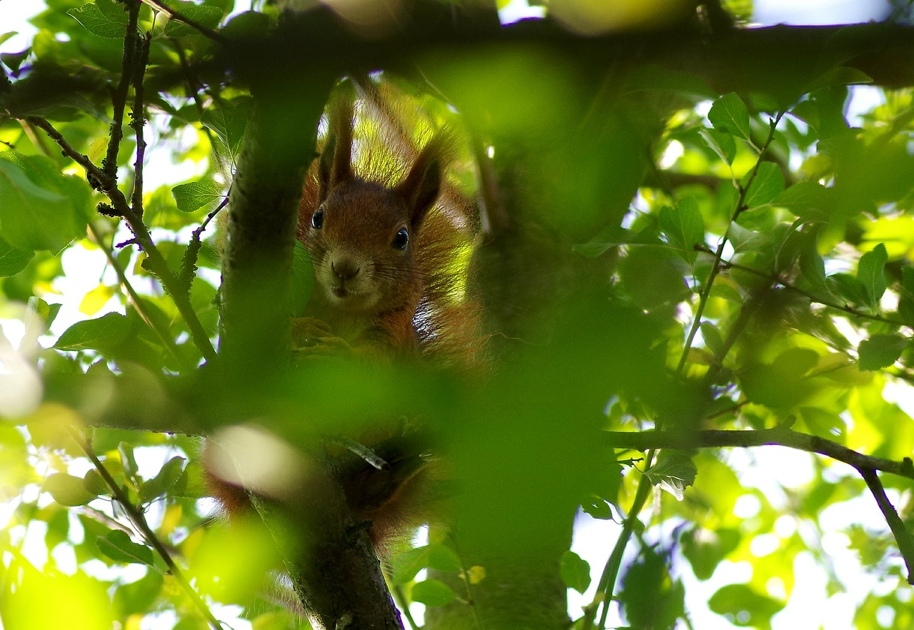 squirrel garden time of year free photo