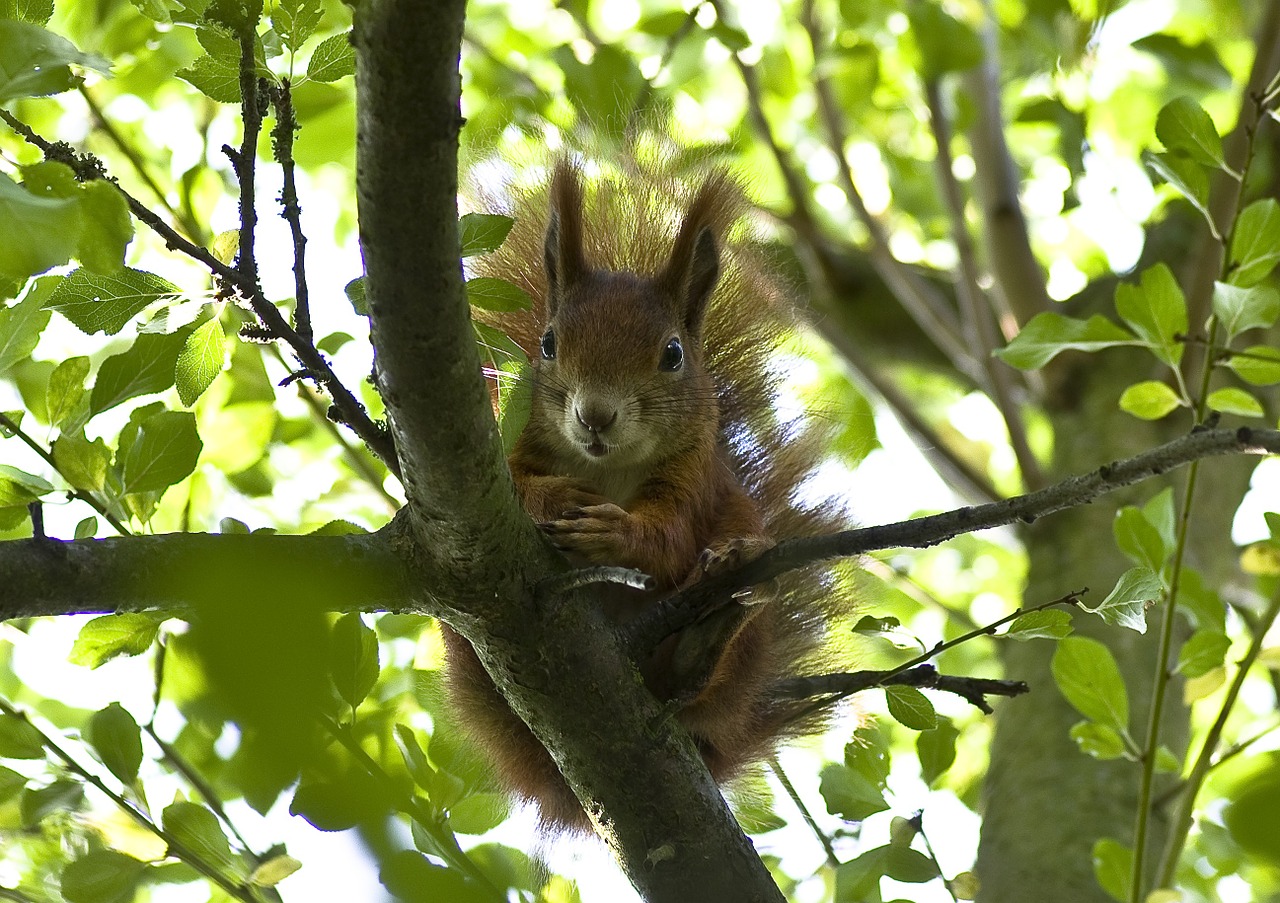 squirrel garden time of year free photo