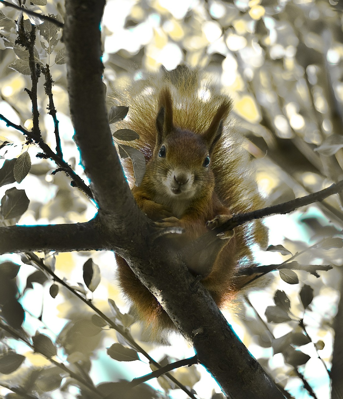 squirrel garden time of year free photo