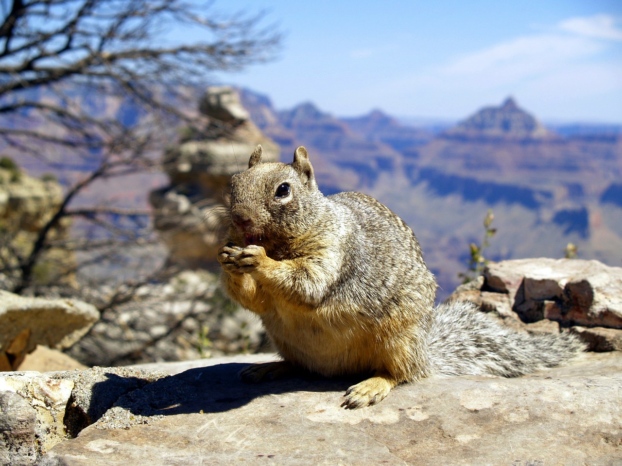 squirrel eating grand canyon free photo