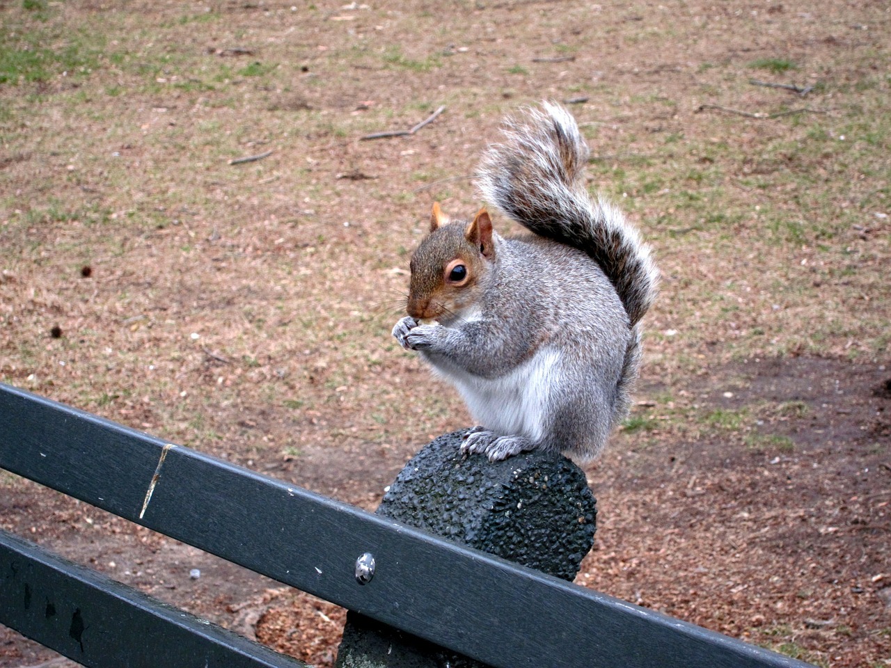 squirrel bench central park free photo