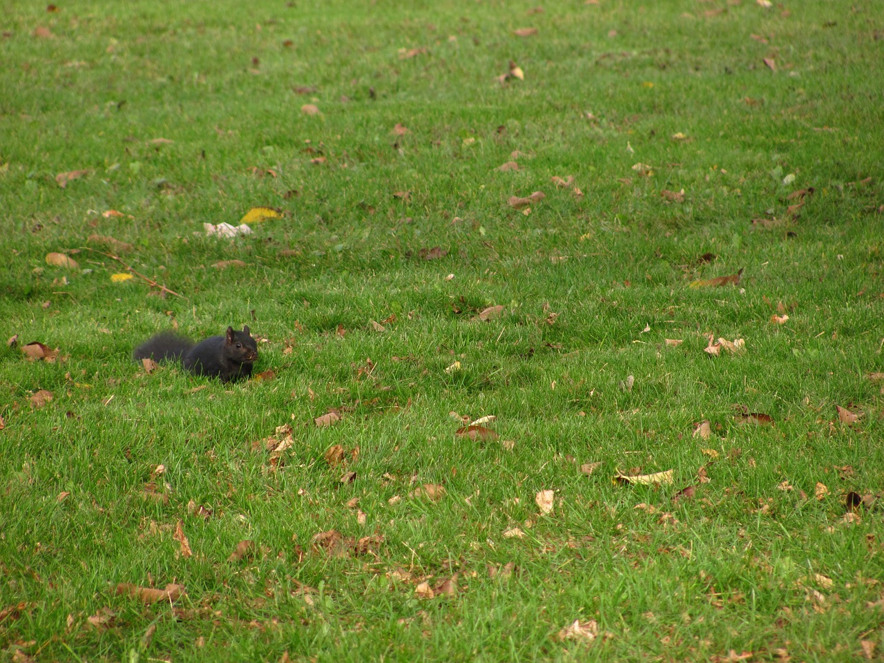 squirrel nature park free photo