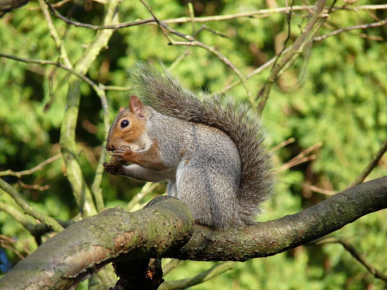 squirrel tree branch free photo