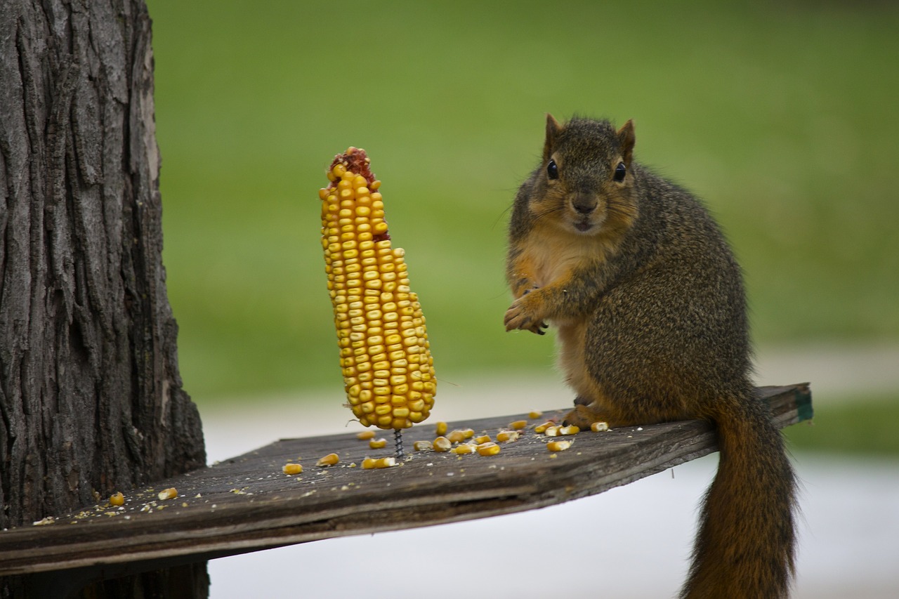 squirrel corn rodent free photo