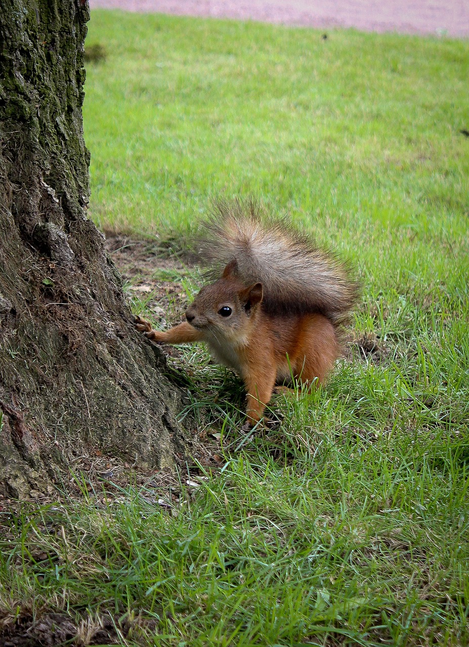 squirrel tail fluffy free photo