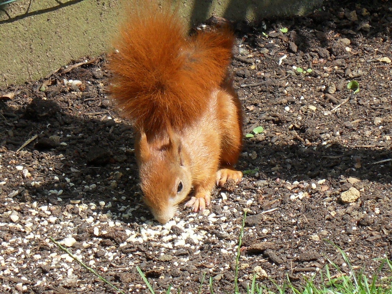 squirrel animals garden free photo