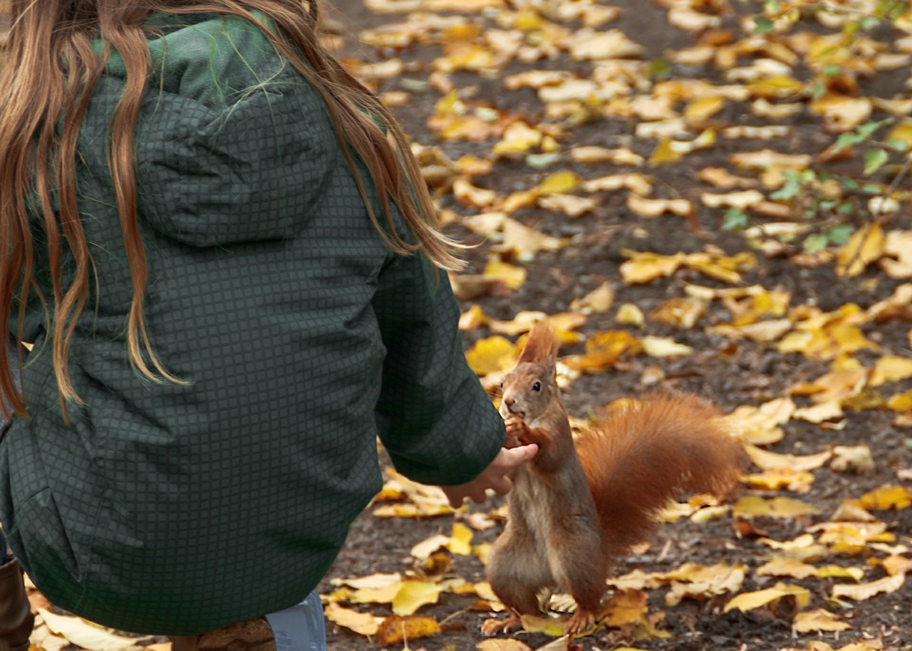 squirrel animals autumn free photo