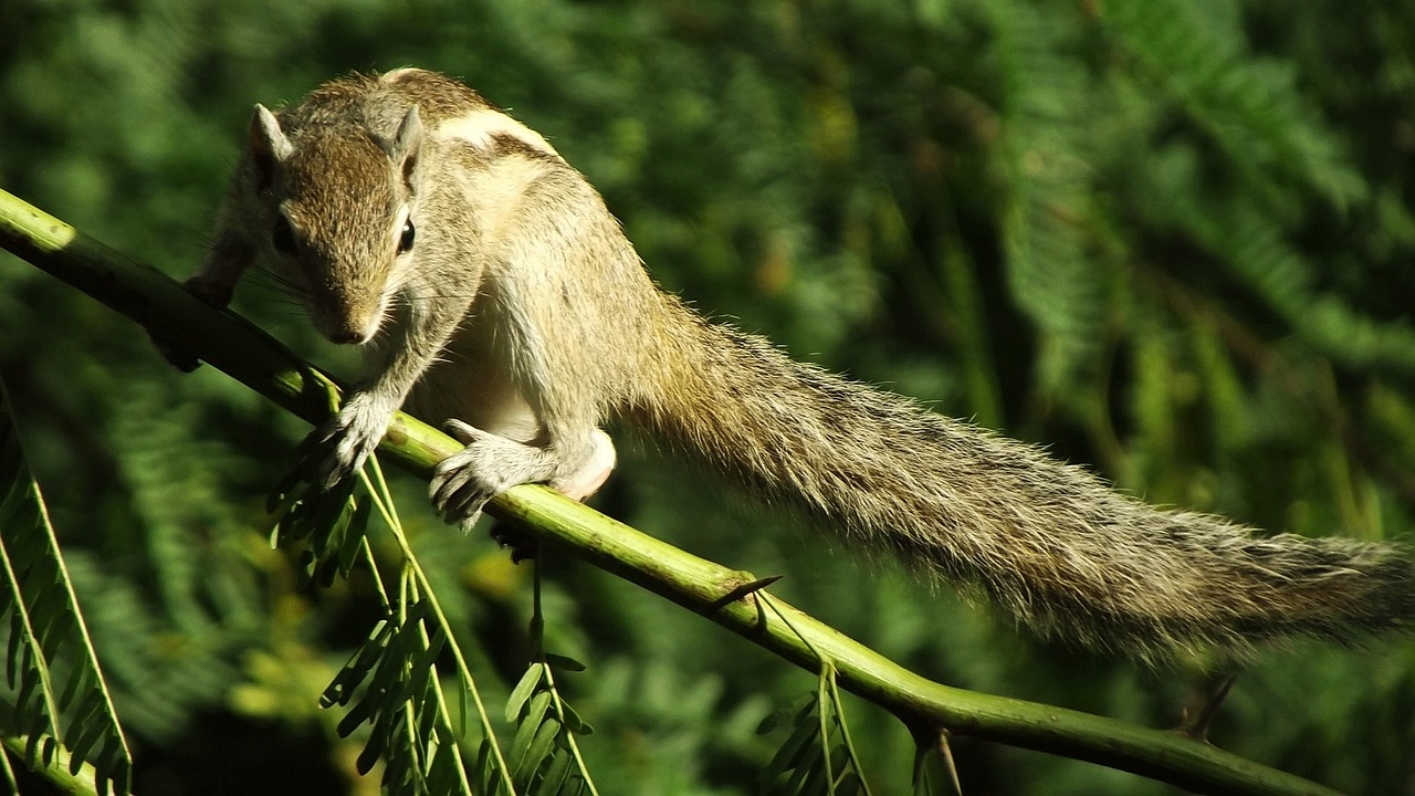 squirrel animal nature free photo