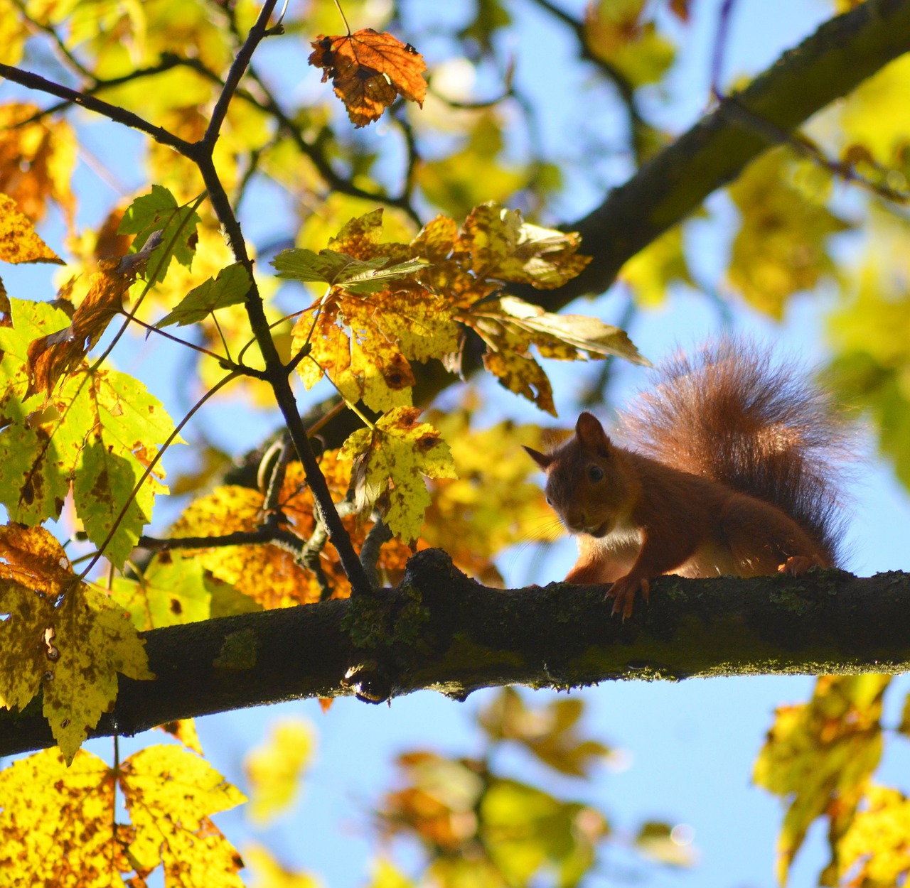 squirrel forest yellow free photo