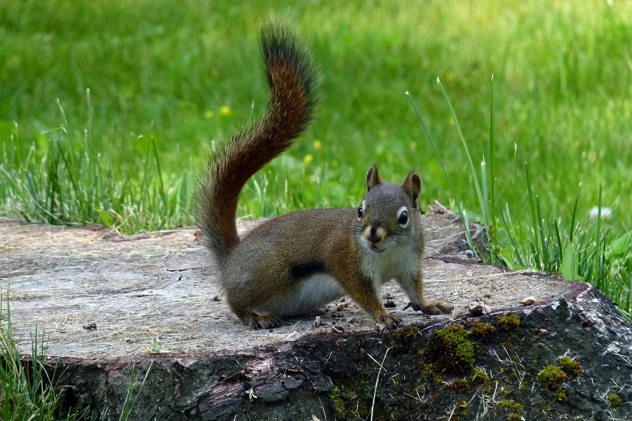 squirrel animal nature free photo