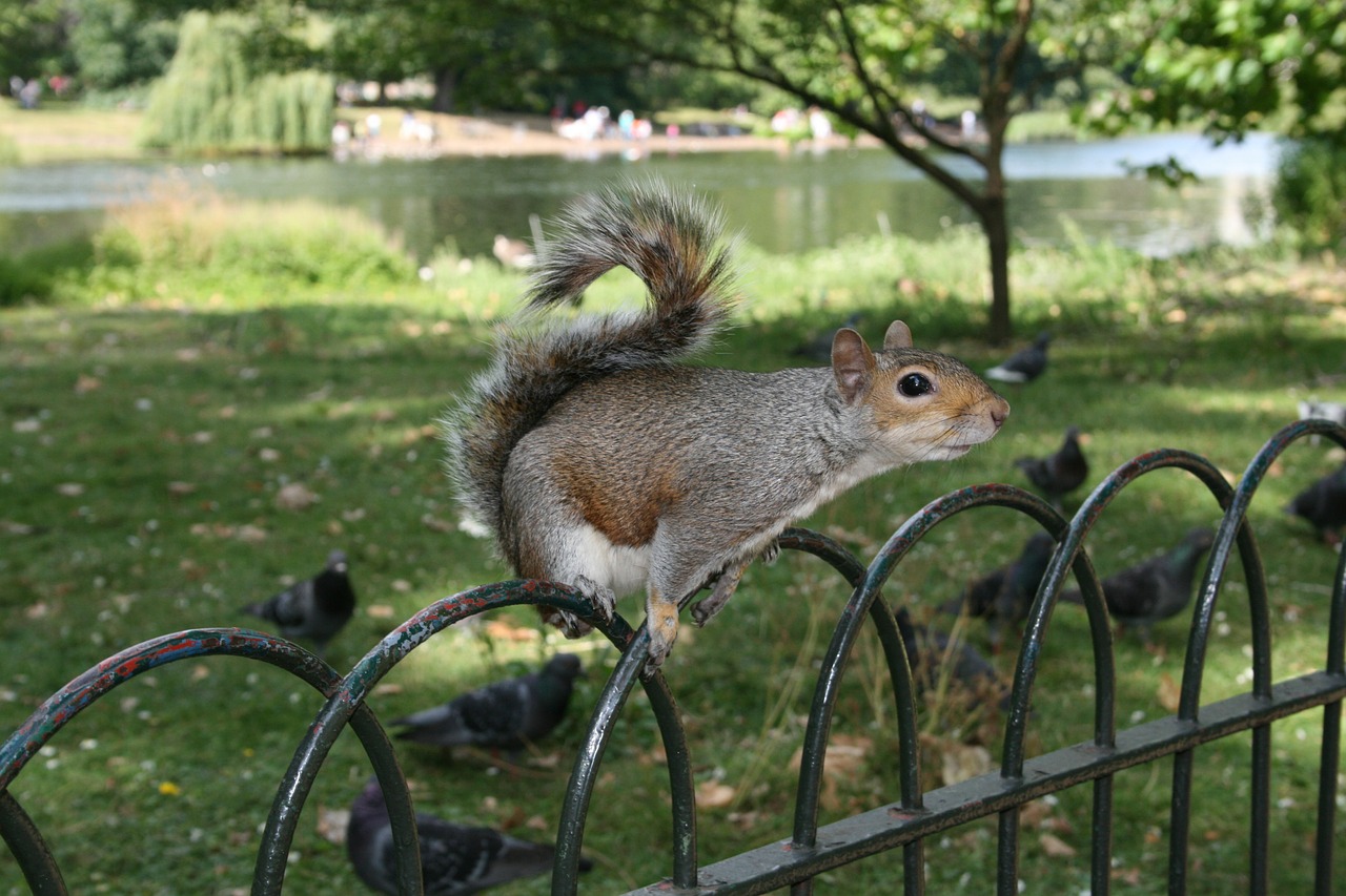 squirrel animal park free photo