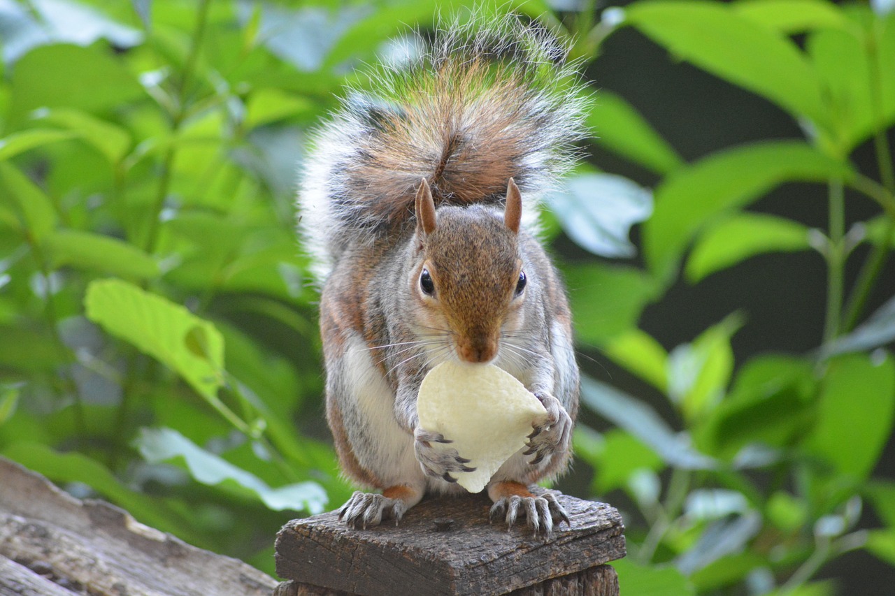 squirrel rodent cute free photo