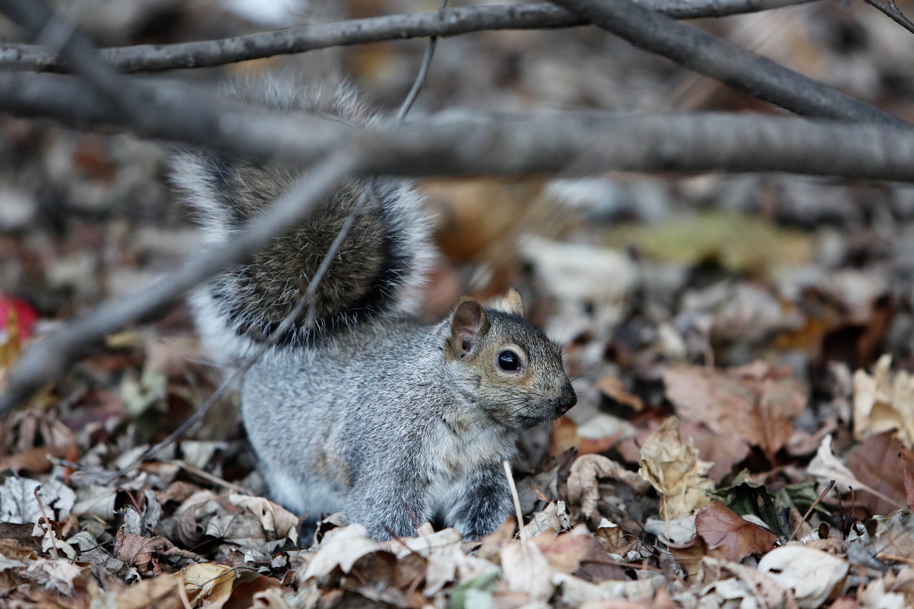 squirrel rodent animal free photo