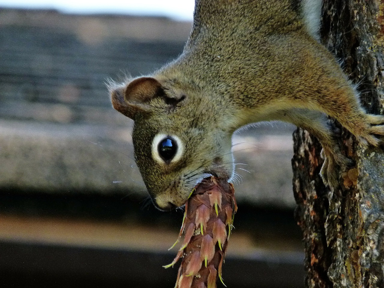 squirrel mammal animal free photo