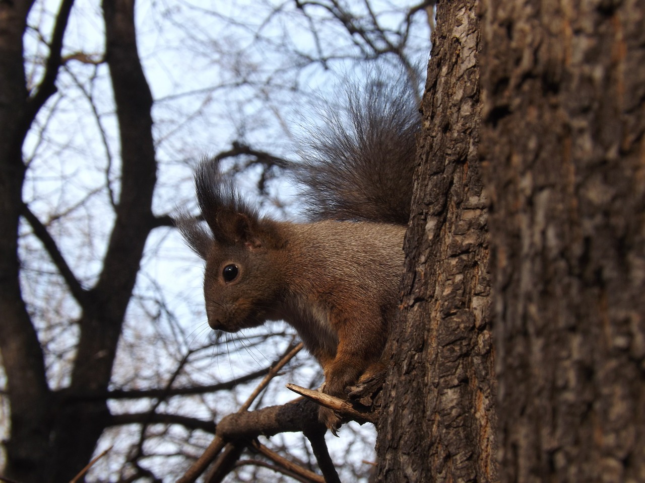 squirrel forest trees free photo