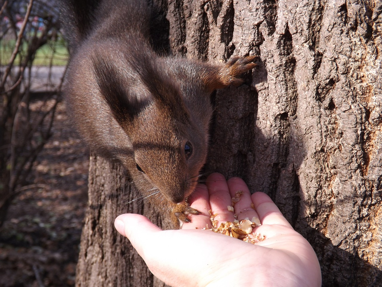 squirrel forest trees free photo