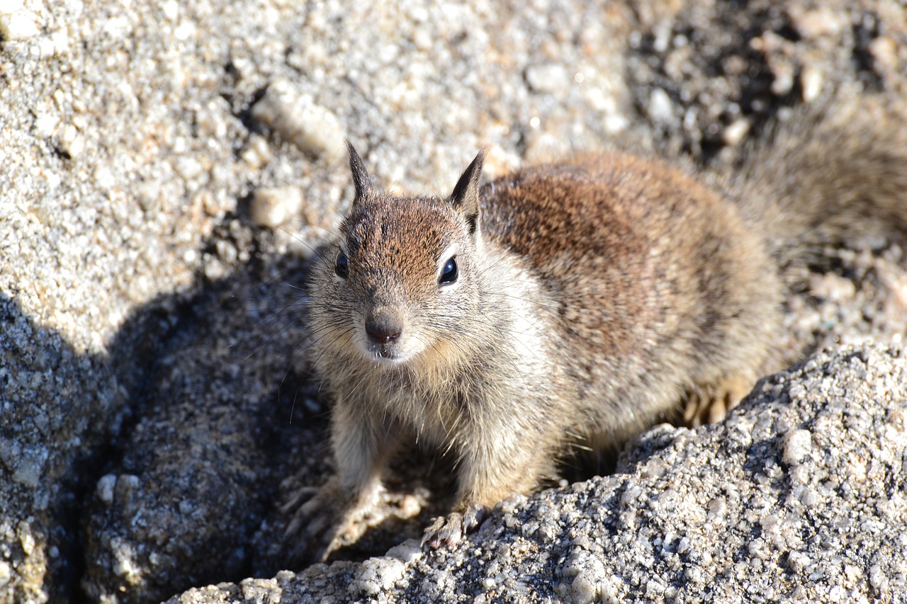 squirrel rodent animal free photo