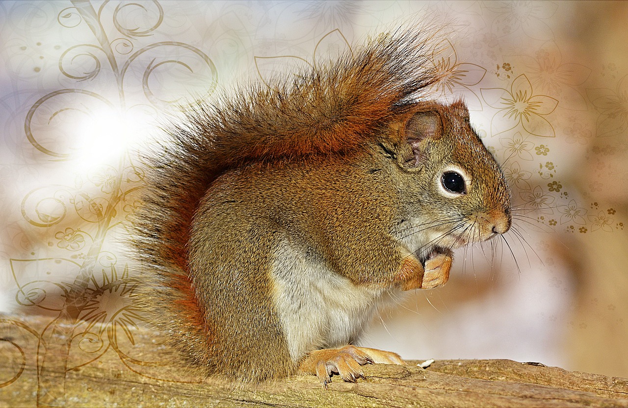 squirrel sweet animals free photo