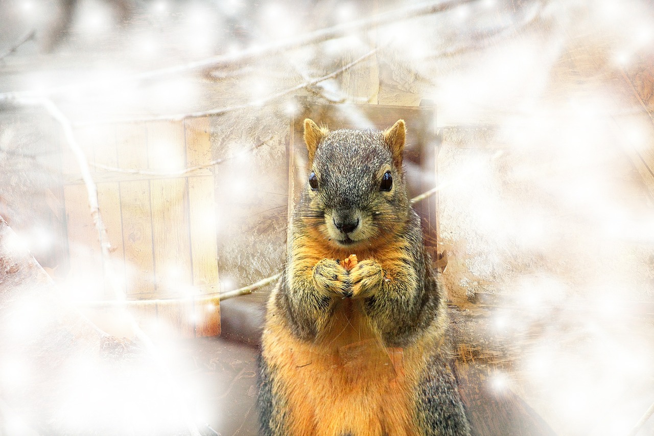 squirrel rodent fog free photo