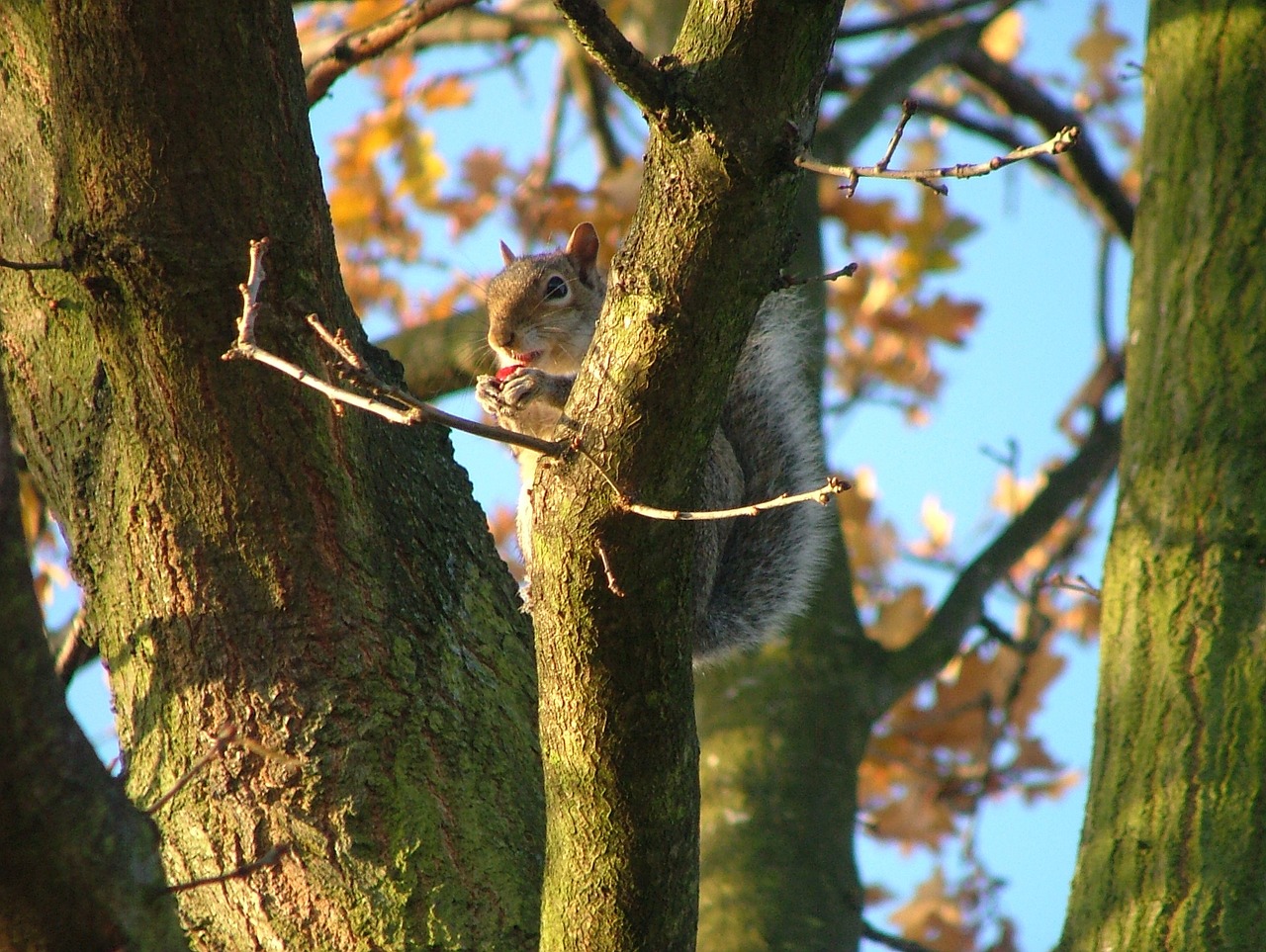 squirrel crunch forest free photo