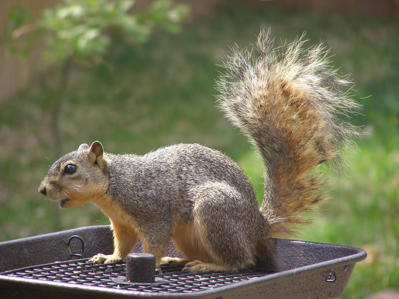 squirrel feeder animal free photo