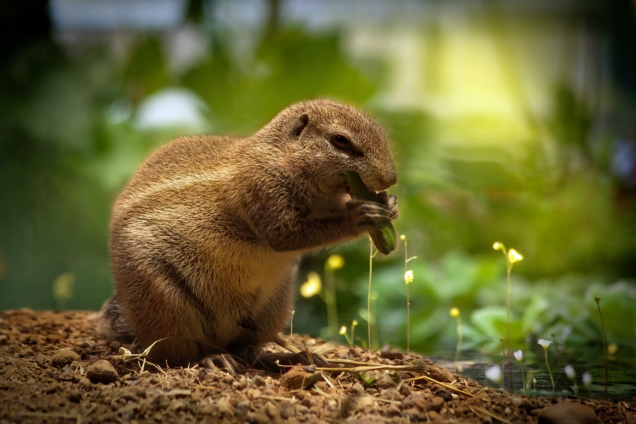 squirrel eating squirrel sweet free photo