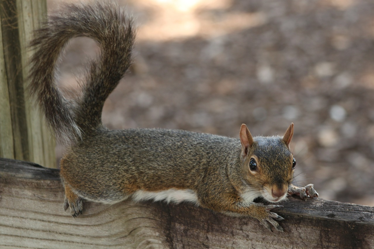 squirrel rodent mammal free photo