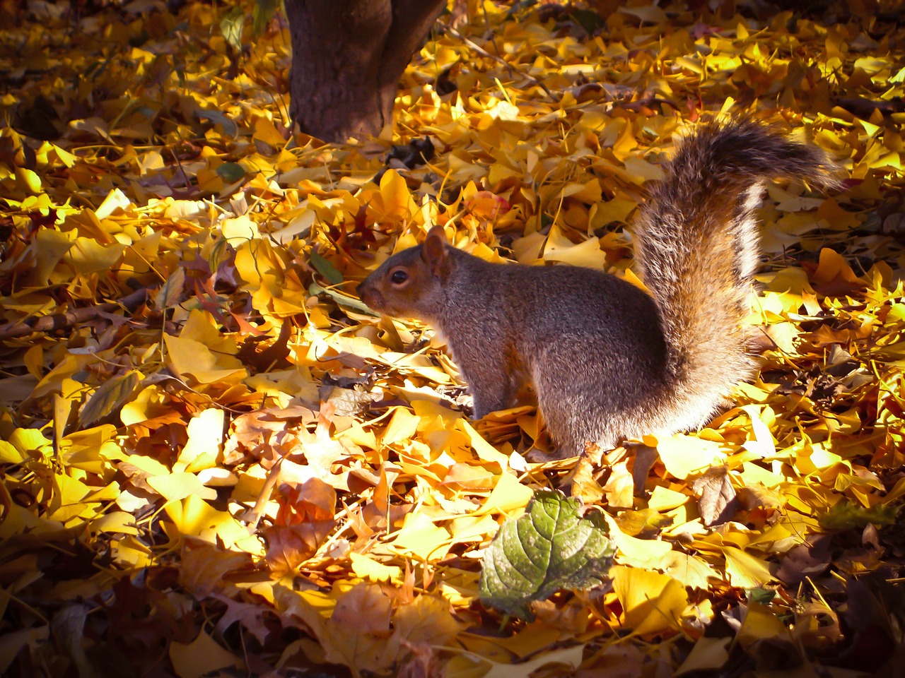 squirrel animals nager free photo