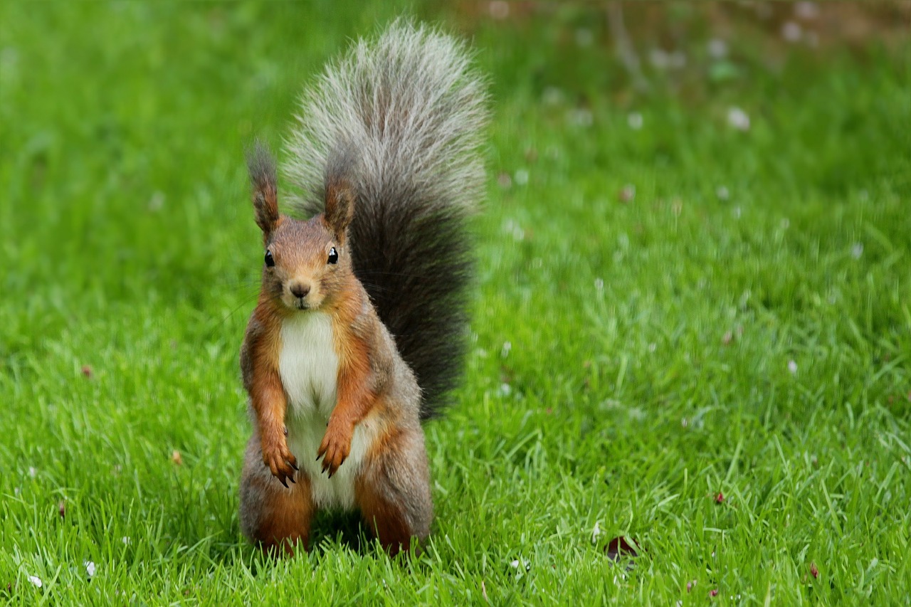 squirrel garden rush free photo