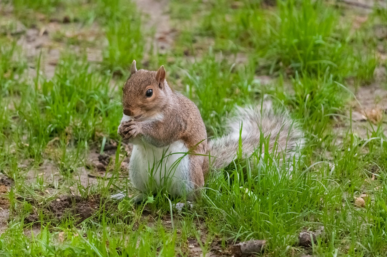 squirrel animals rodent free photo