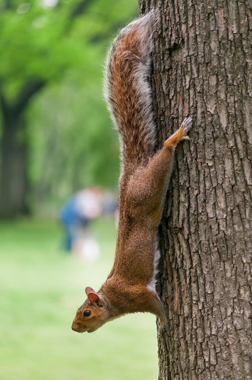 squirrel tree animal free photo