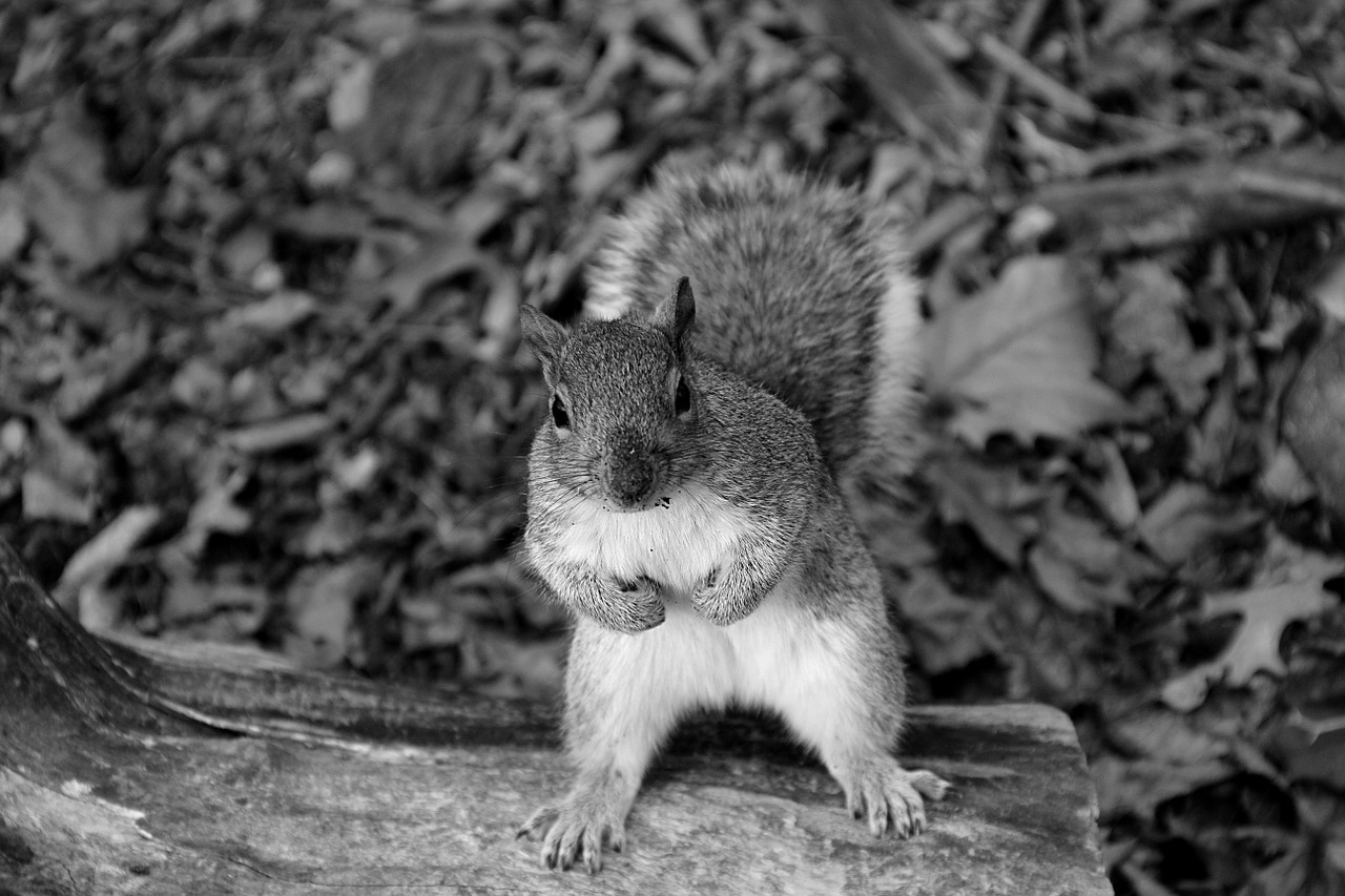 squirrel animal forest free photo