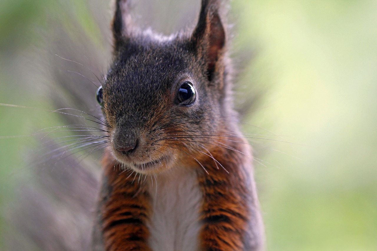 squirrel nature animals free photo