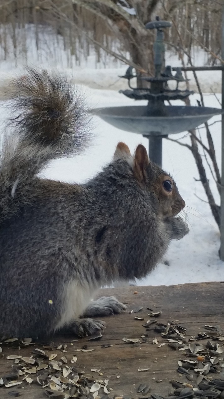 squirrel grey animal free photo