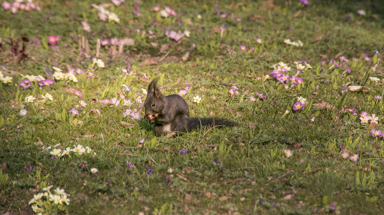 squirrel spring eat free photo