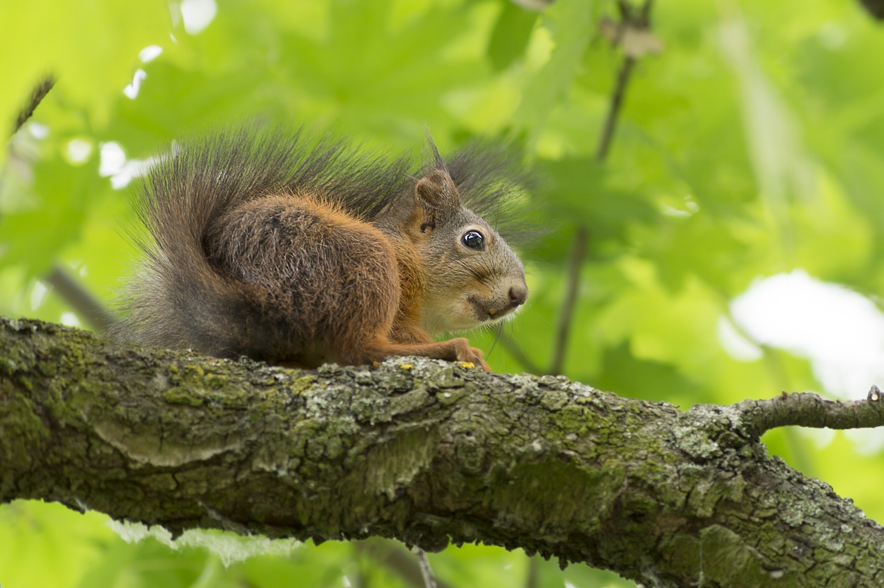 squirrel animal wild free photo