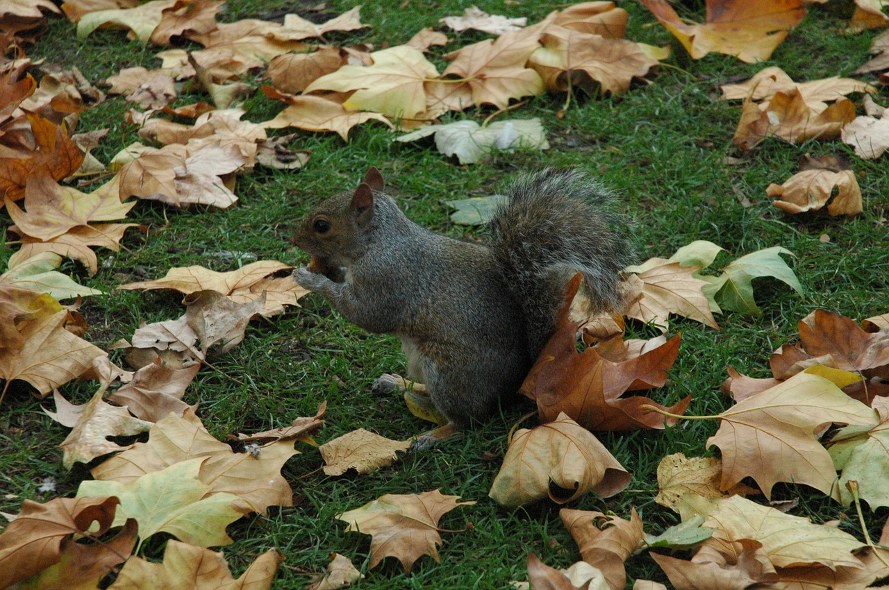 squirrel animal park free photo