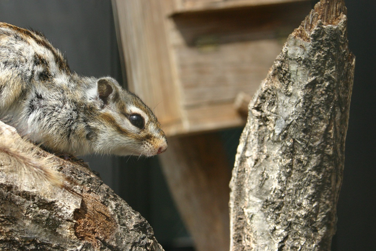 squirrel zoo animal free photo