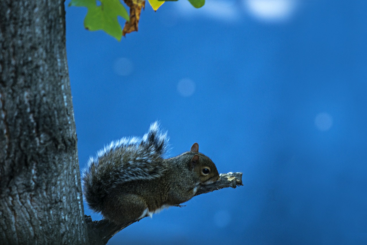 squirrel animal rodent free photo