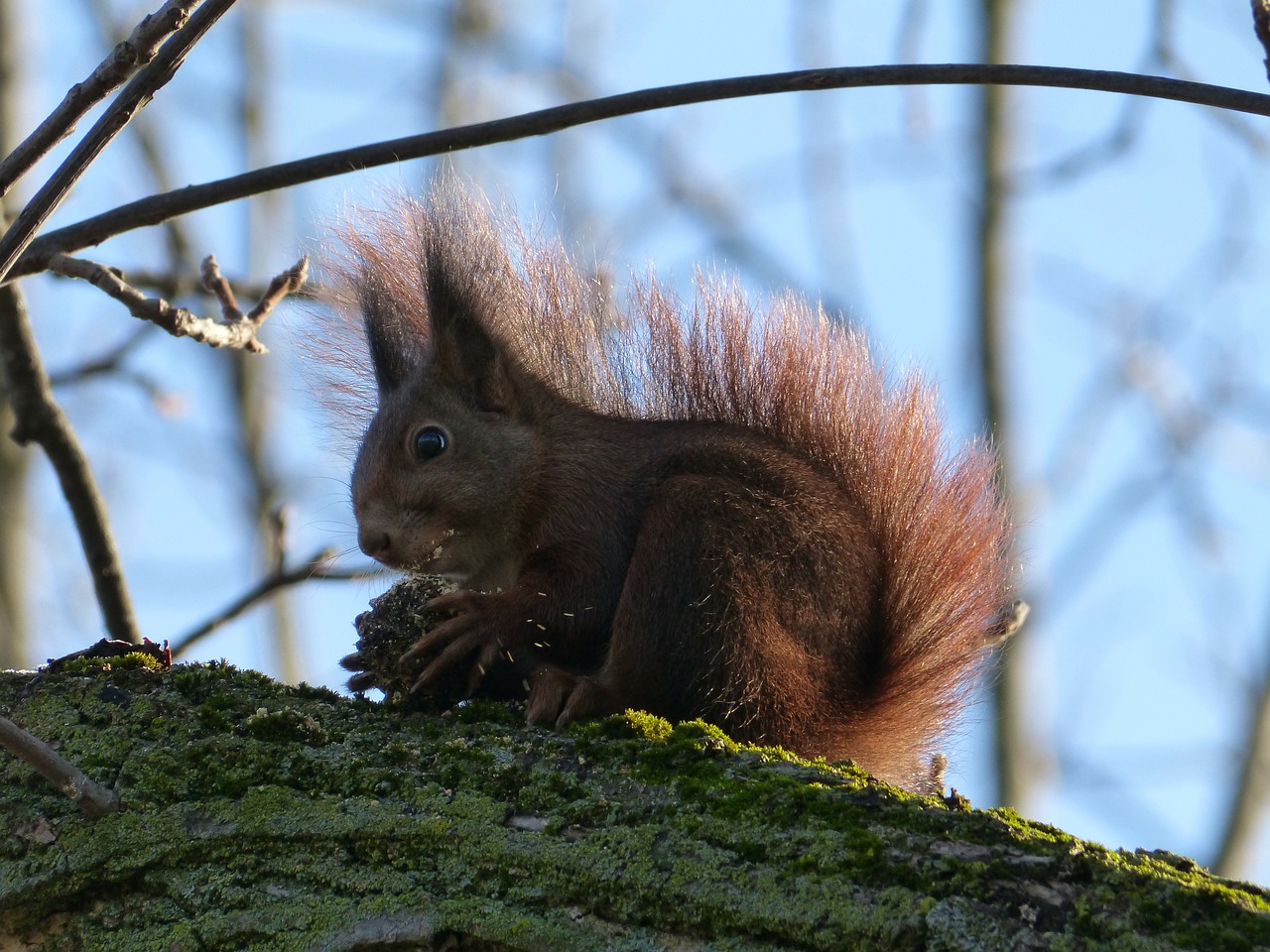 squirrel nut eat free photo