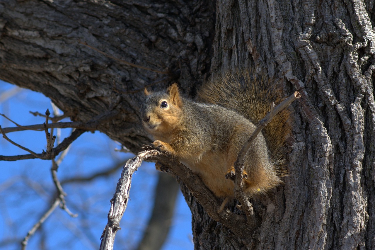 squirrel tree branch free photo