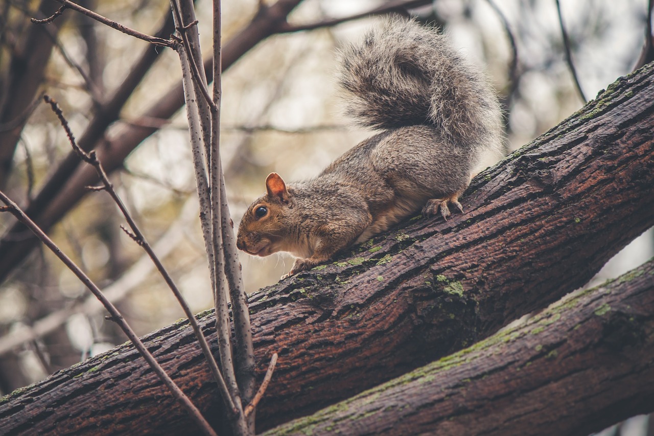 squirrel animal trees free photo